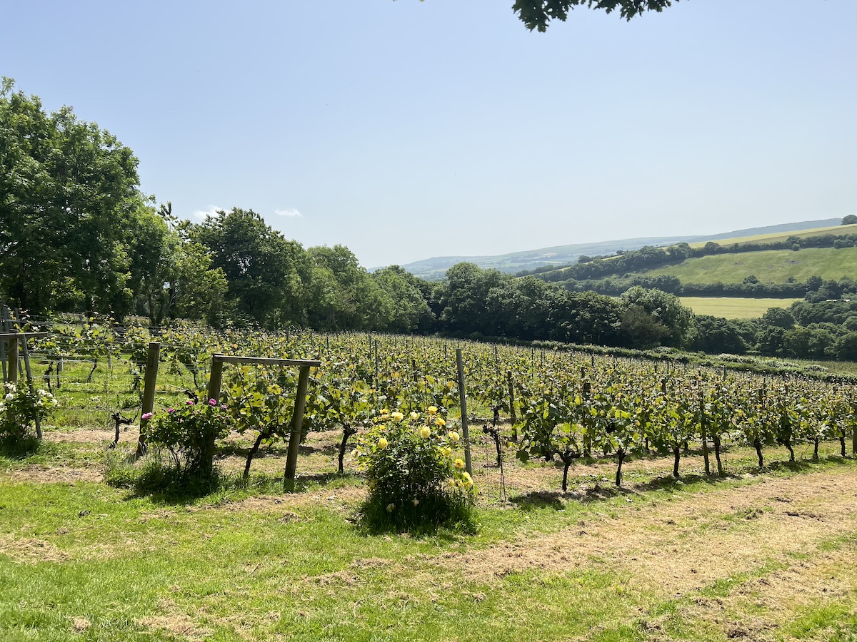 Hillside covered in grape vines