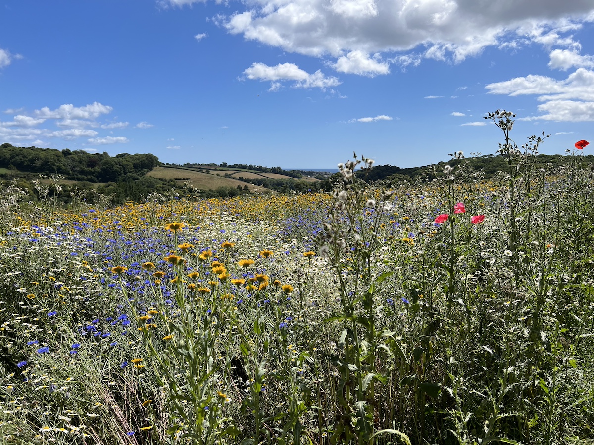 A wildflower meadow