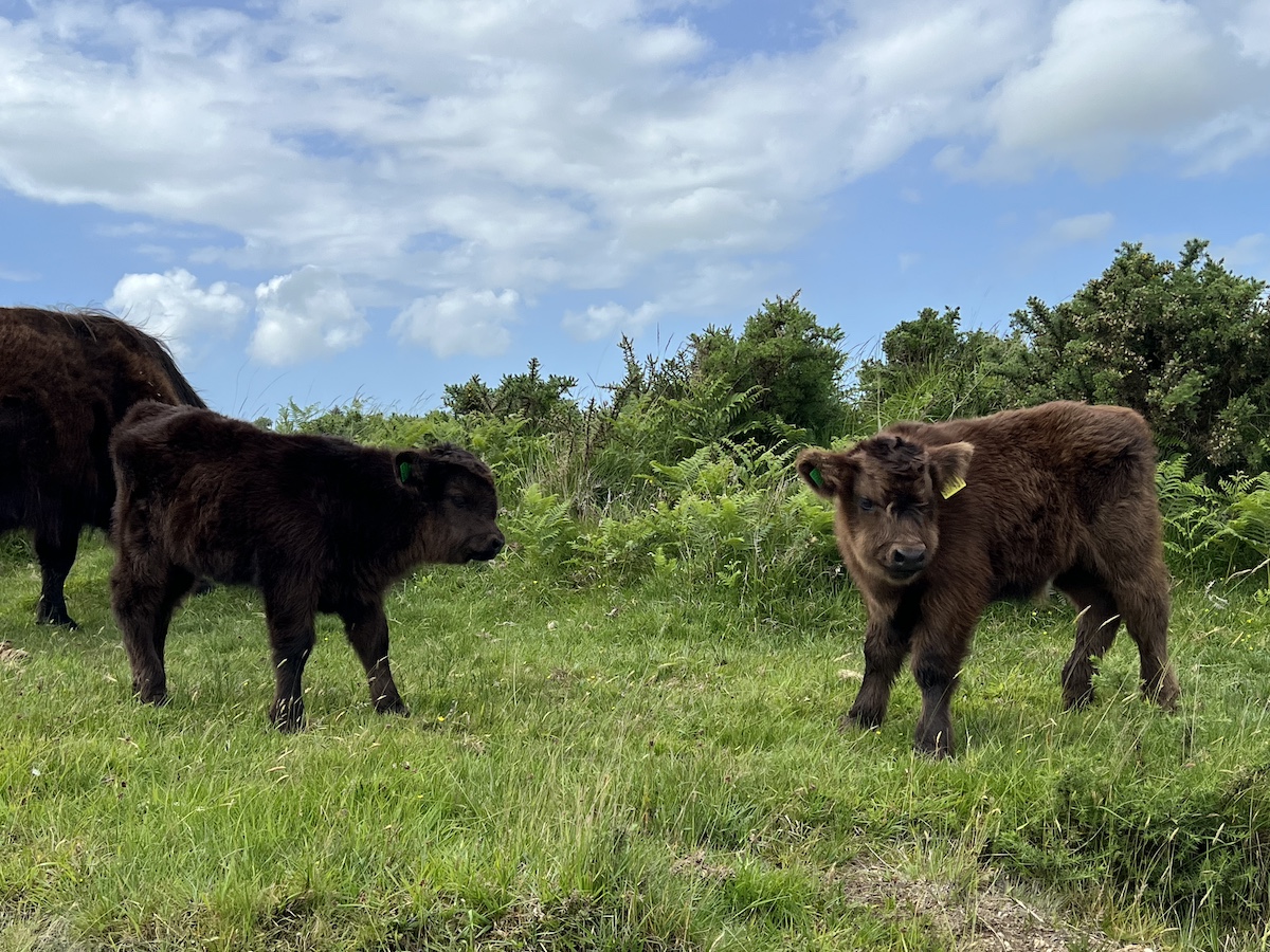 Two young calves on the moorland