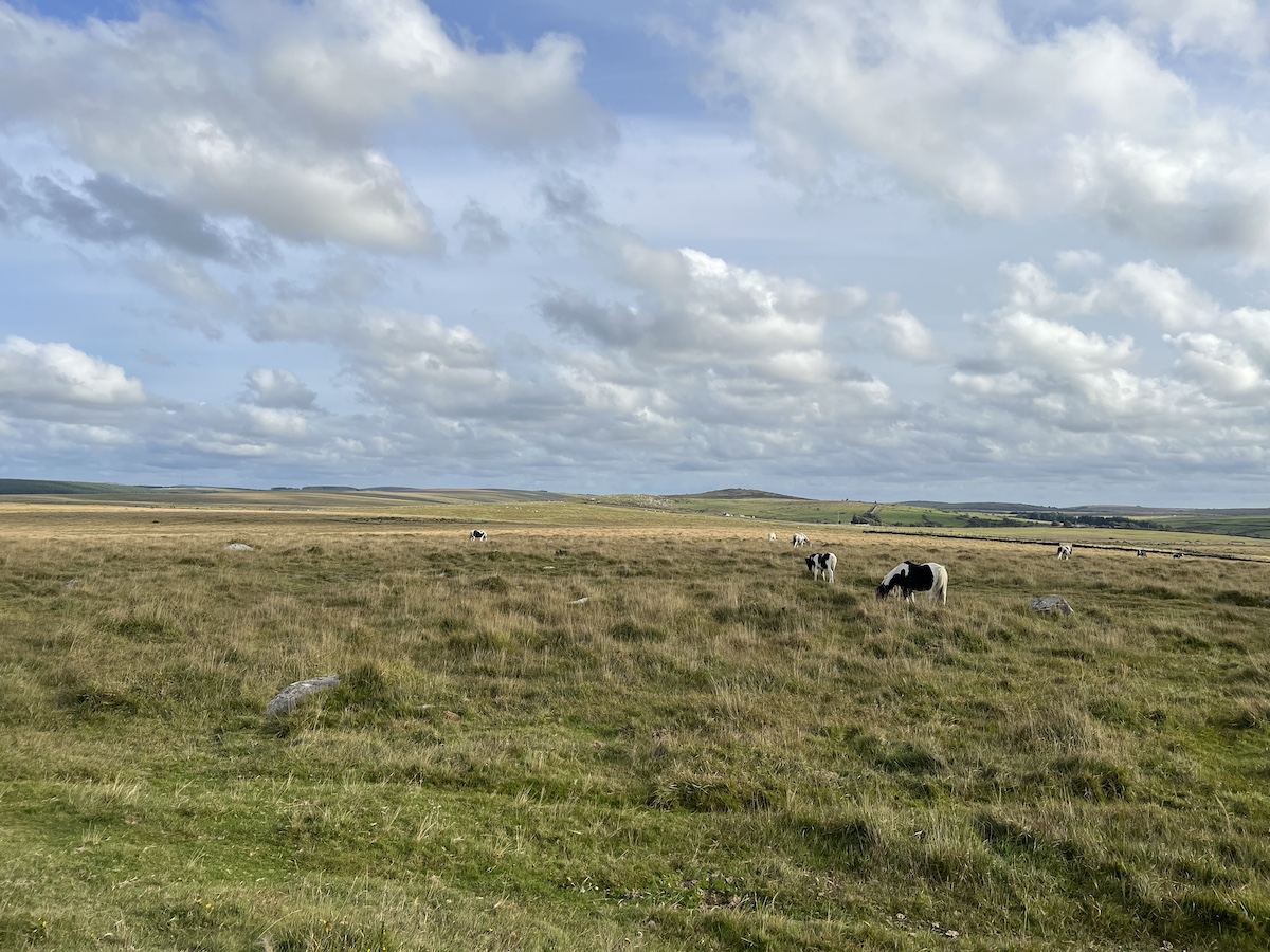 Ponies on grassy open moorland