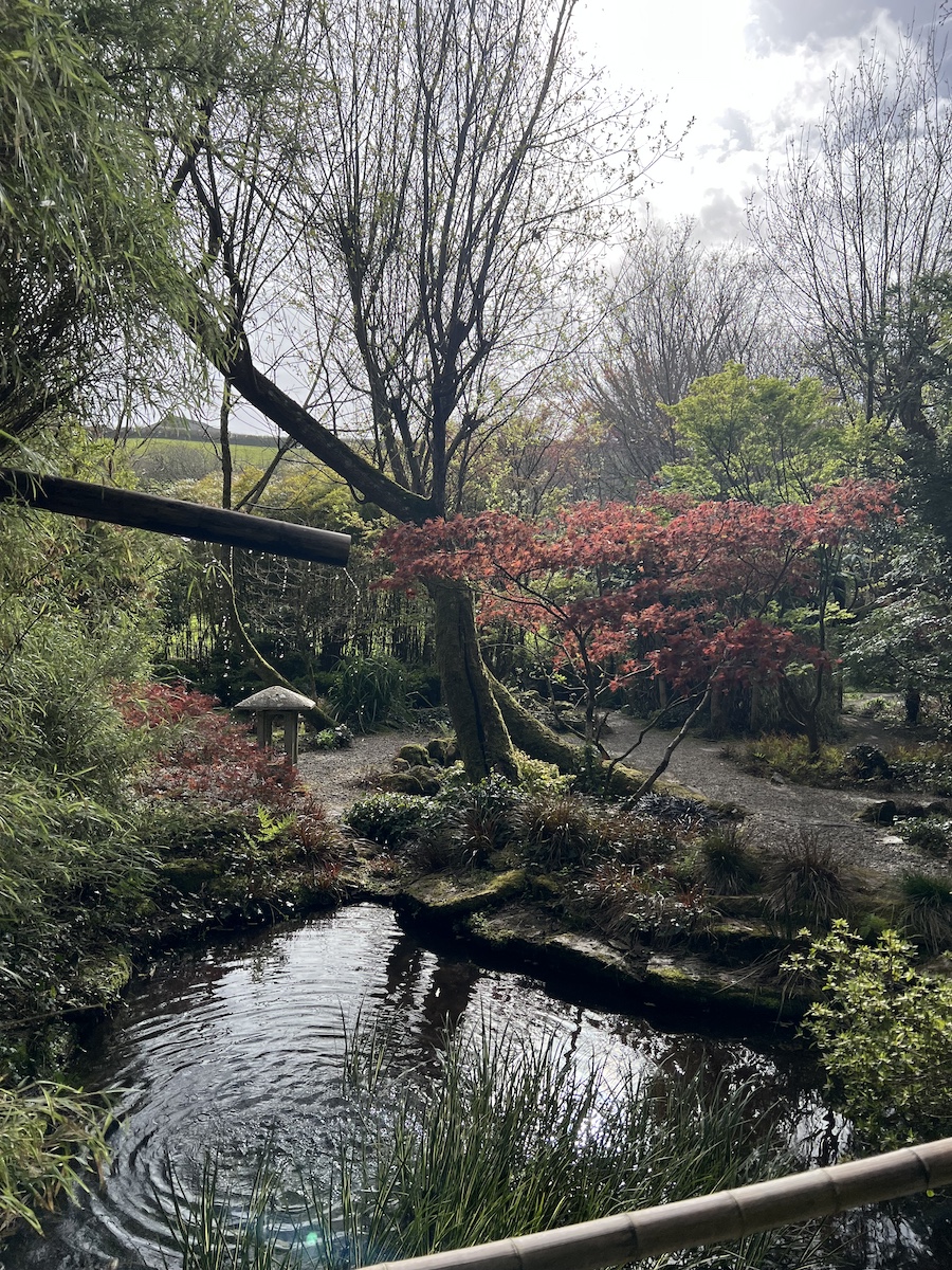 Pool of water surrounded by trees