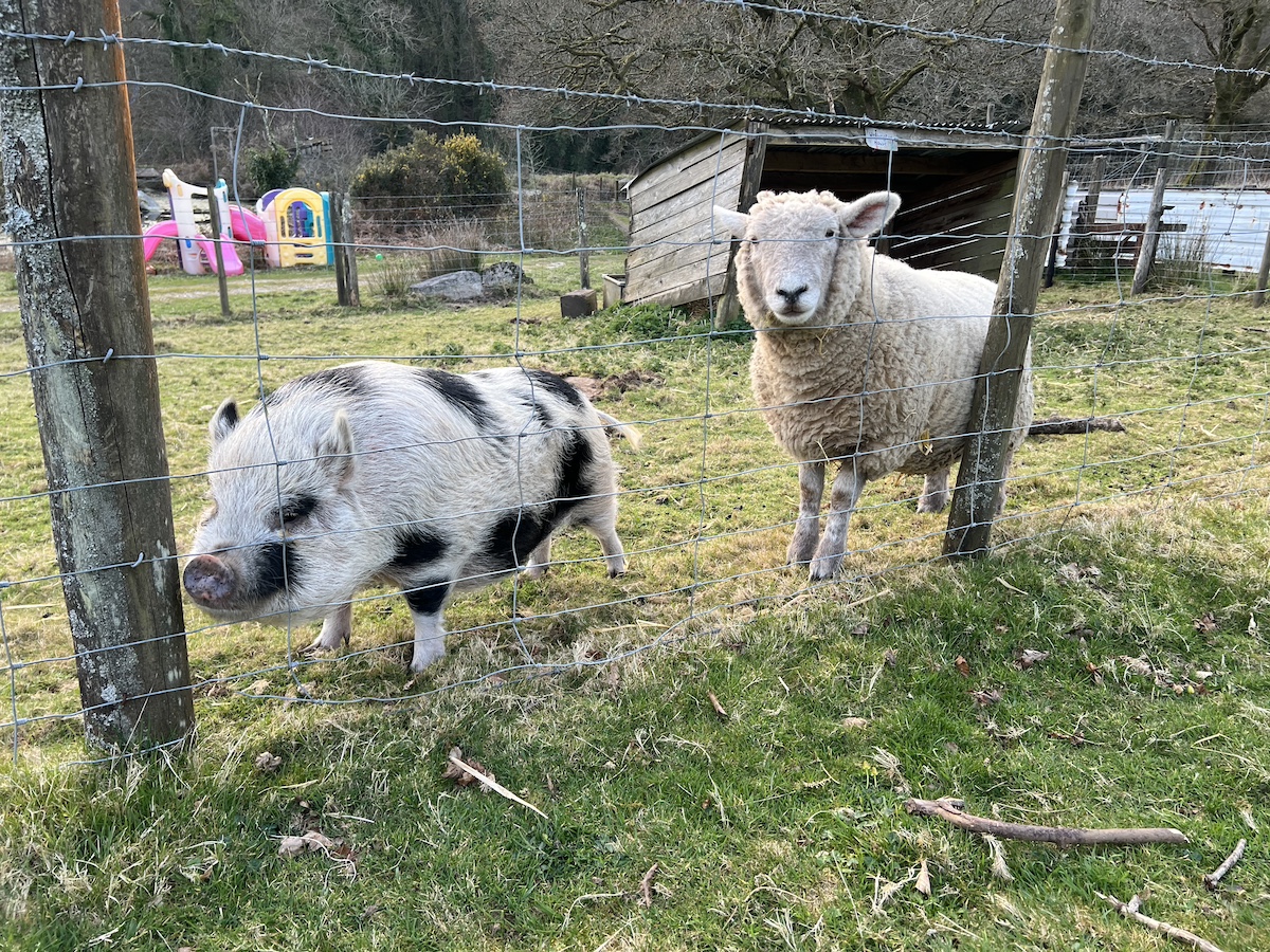 Pig and sheep in a field