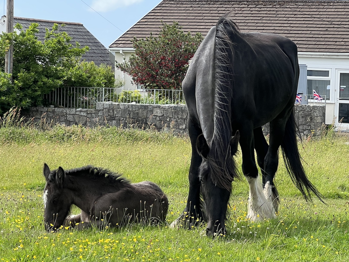Two black horses in a field, one standing eating grass and one sitting down, and a house in the background
