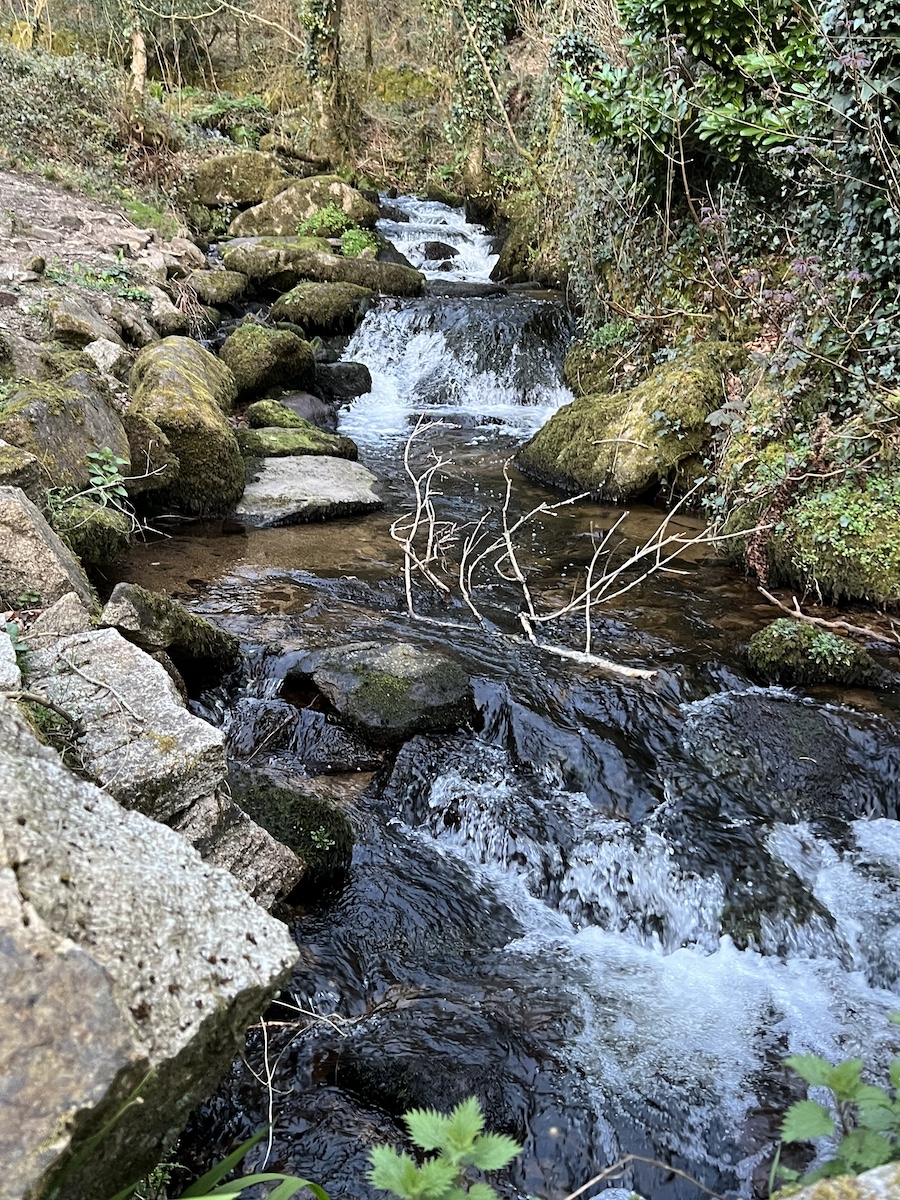 Rocky stream in the woodland