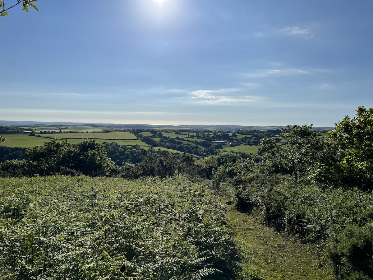 Moorland covered in ferns with blue sky above