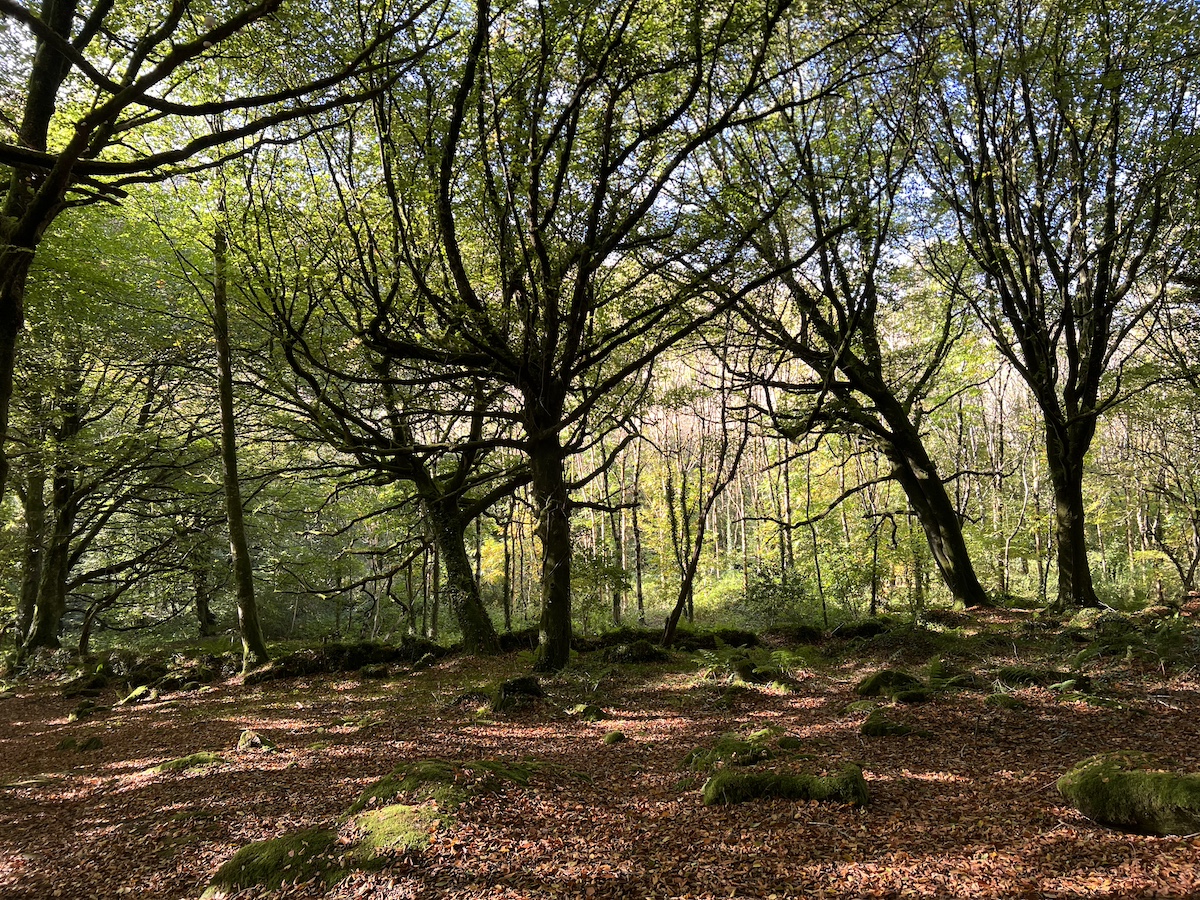 Dense woodland of trees